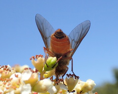Pangoniini