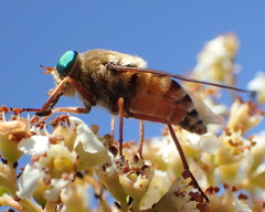 Pangoniini