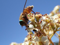 Pangoniini