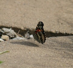 Vanessa virginiensis