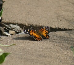 Vanessa virginiensis