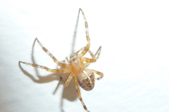Araneus diadematus