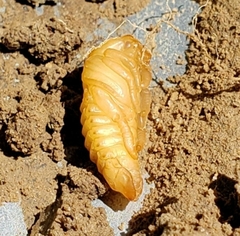 Monocesta coryli