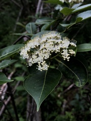 Viburnum cassinoides image