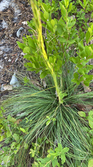 Xerophyllum