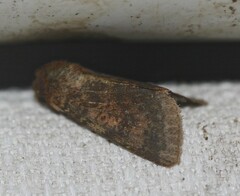 Australothis rubrescens