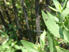 Ophraella notulata