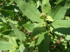 Ophraella notulata