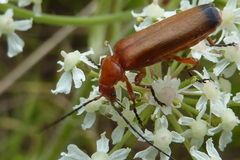 Rhagonycha fulva