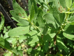 Ophraella notulata