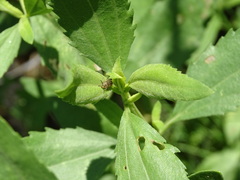Ophraella notulata