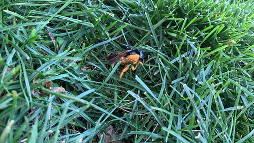 Valley Carpenter Bee photographed in California