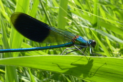 Calopteryx splendens