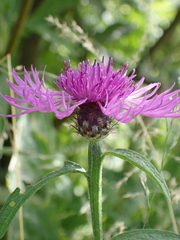 Centaurea nigra