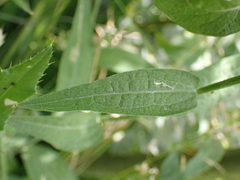 Centaurea nigra