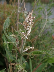 Podosphaera epilobii