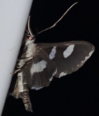 Desmia funeralis