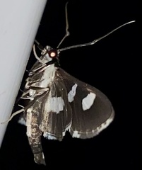 Desmia funeralis