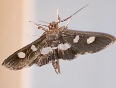 Desmia funeralis