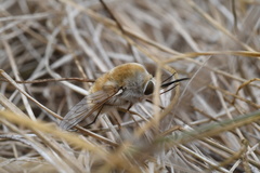 Bombylius minor