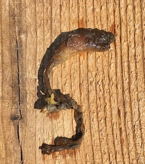 Styela montereyensis