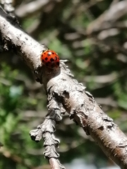 Harmonia axyridis