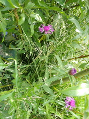 Centaurea nigra
