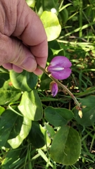Canavalia rosea