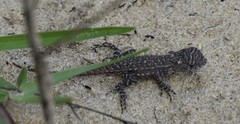 Sceloporus woodi