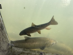 Catostomus tsiltcoosensis