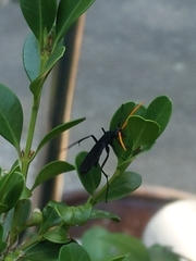 Gnamptopelta obsidianator