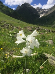 Paradisea liliastrum