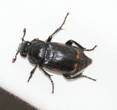 Nicrophorus pustulatus