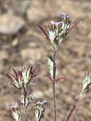 Eriastrum tracyi