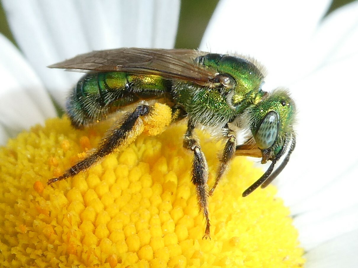 side view green iridescent bee resting on a yellow and white flower