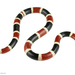 Sonoran Coralsnakes - Photo (c) Ross Maynard, some rights reserved (CC BY-NC), uploaded by Ross Maynard