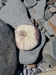 Strongylocentrotus purpuratus