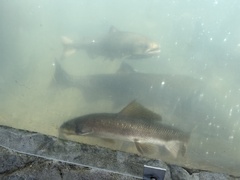 Catostomus tsiltcoosensis