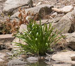 Hymenocallis coronaria
