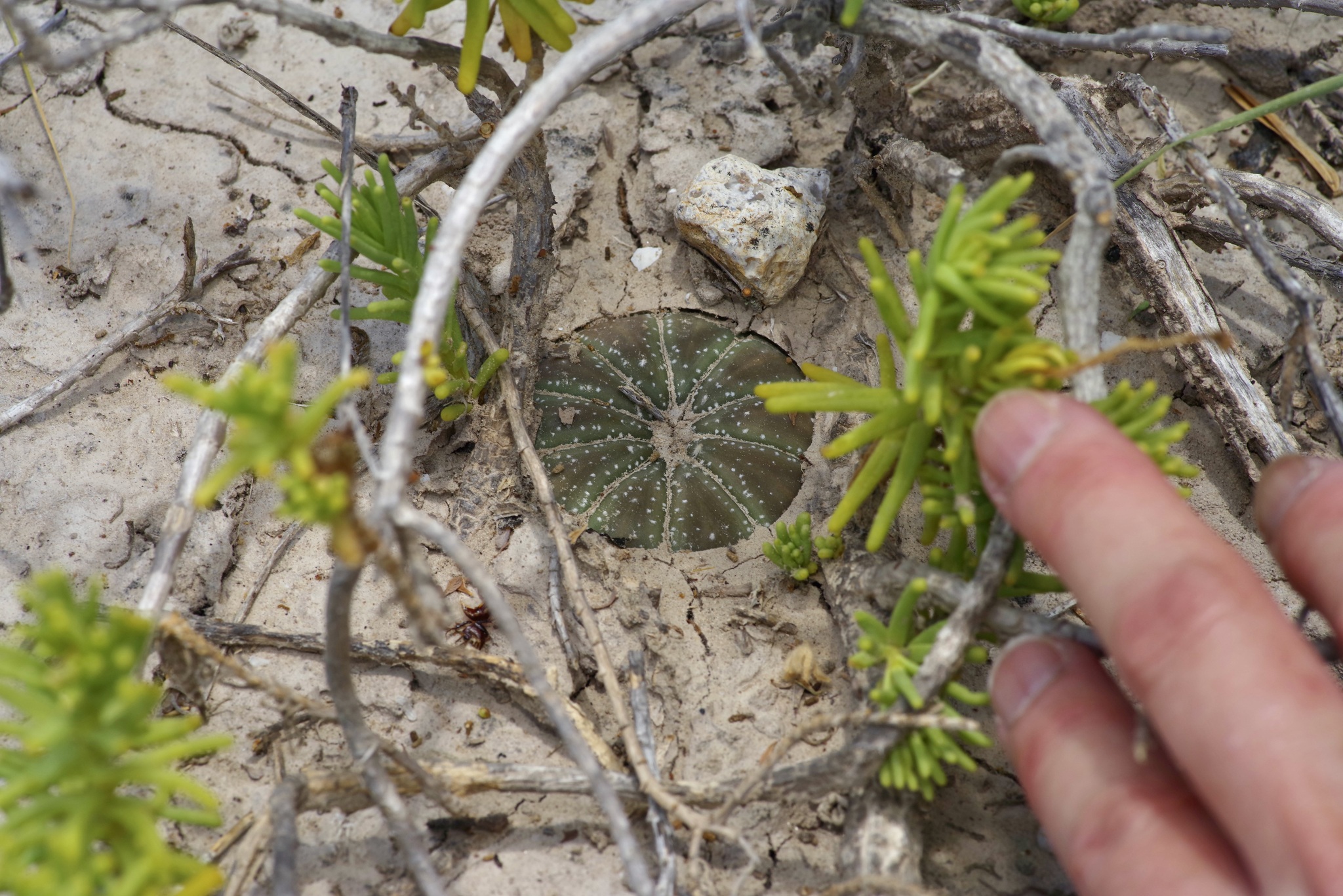 sand dollar cactus, sea urchin cactus, seeigelkaktus, star cactus