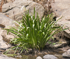 Hymenocallis coronaria