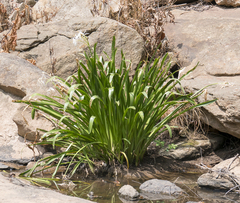 Hymenocallis coronaria