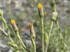 Heterotheca oregona