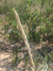 Elymus lanceolatus