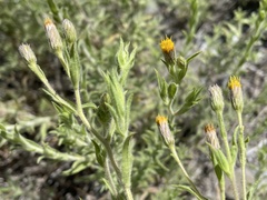 Heterotheca oregona