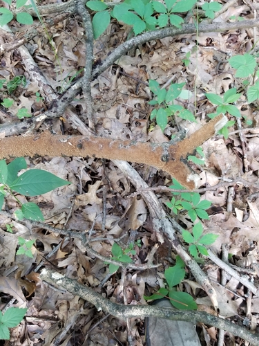 Hydnoporia olivacea image
