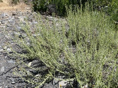 Heterotheca oregona
