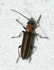 Oxycopis