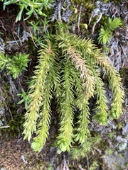 Huperzia appressa