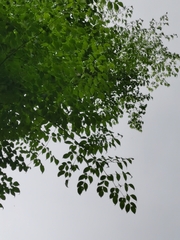 Aralia excelsa